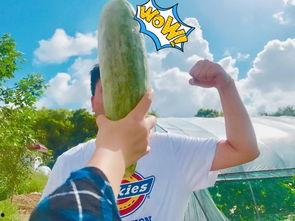 网红刘东天八卦吃瓜,八卦吃瓜背后的真相与争议